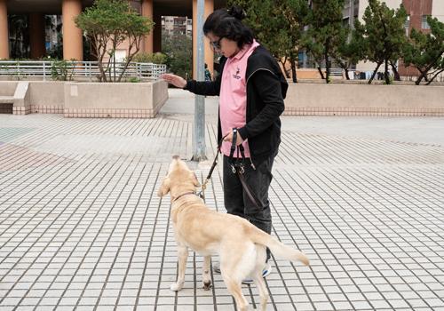 與導盲犬參與「試工計劃」：視障者不一定做...